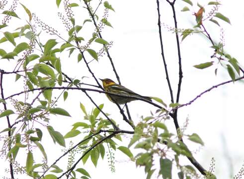 Image of Cape May Warbler