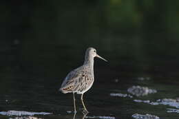 Image of Short-billed Dowitcher