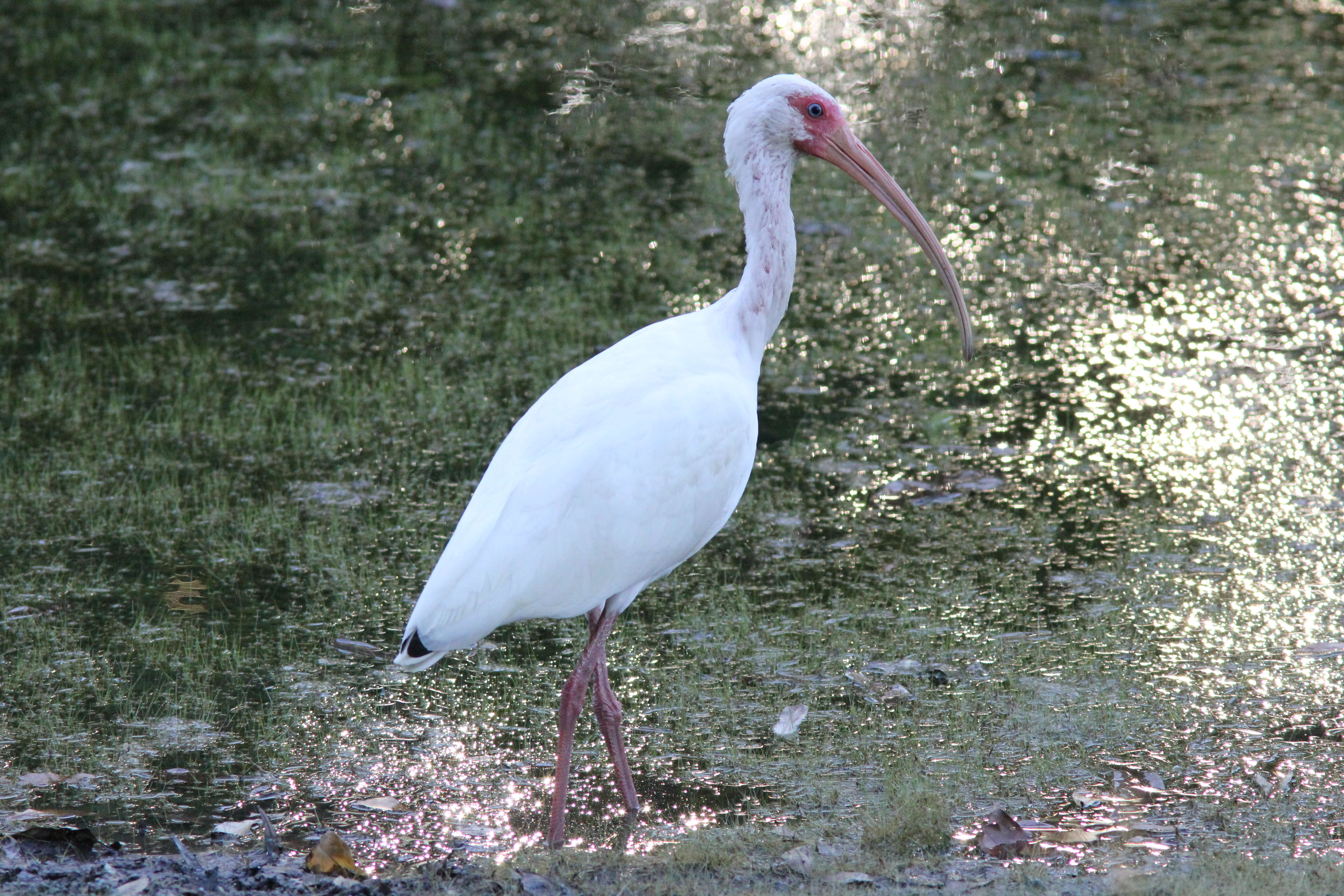 Imagem de Eudocimus Wagler 1832