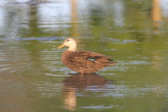 Image of Florida duck