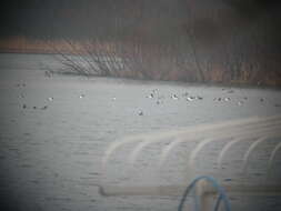 Image of Canvasback