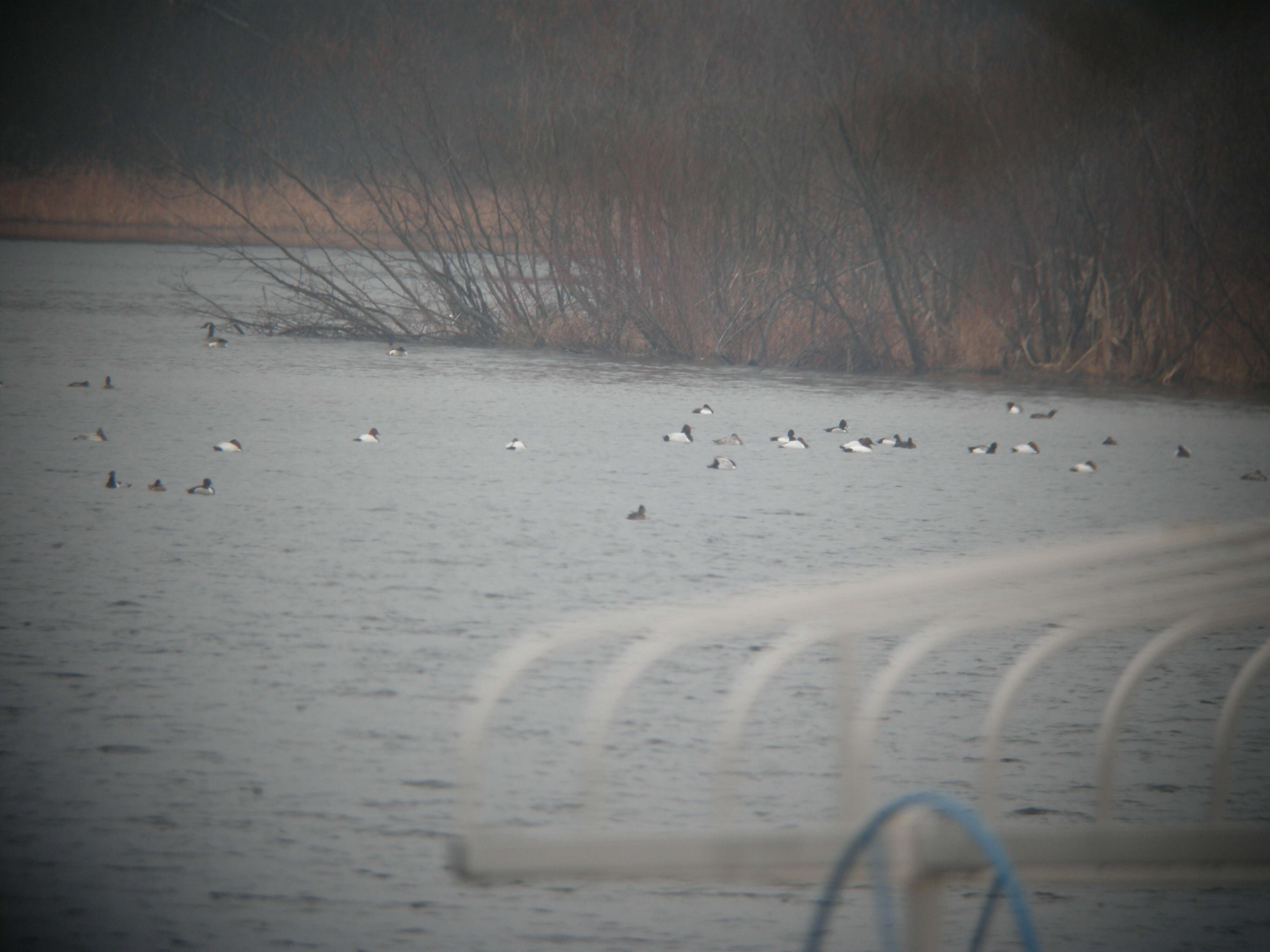 Image of Canvasback