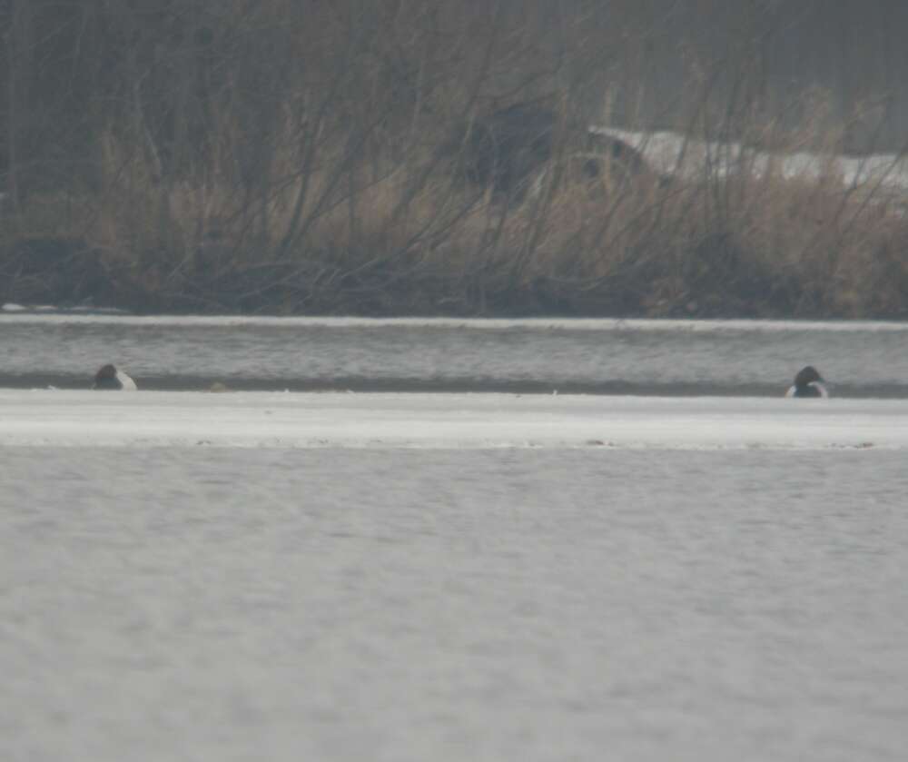 Image of Canvasback