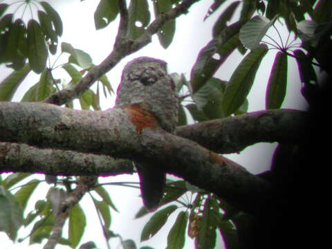 Image of Great Potoo