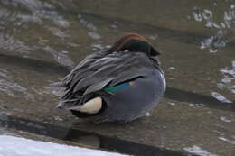 Image of Green-winged Teal