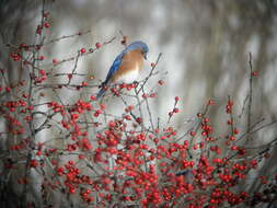 Image of Eastern Bluebird