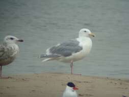 Image of Glaucous-winged Gull