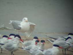 Image of Glaucous-winged Gull