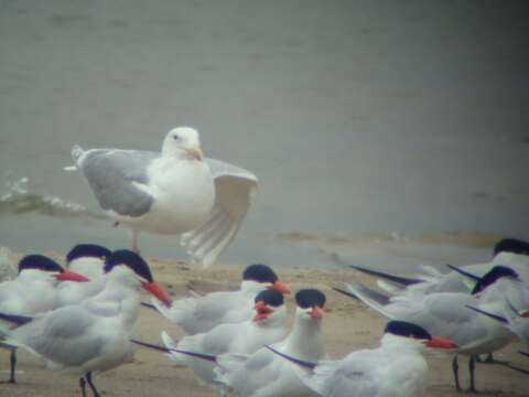 Image of Glaucous-winged Gull