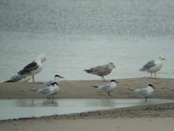 Image of Glaucous-winged Gull