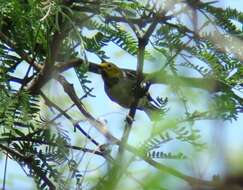 Image of Hermit Warbler