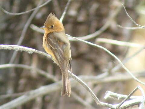 Image of Tufted flycatchers