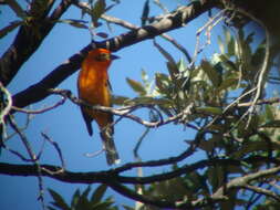 Image of Flame-colored Tanager