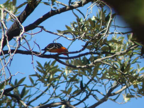 Image of Flame-colored Tanager