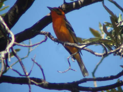 Image of Flame-colored Tanager