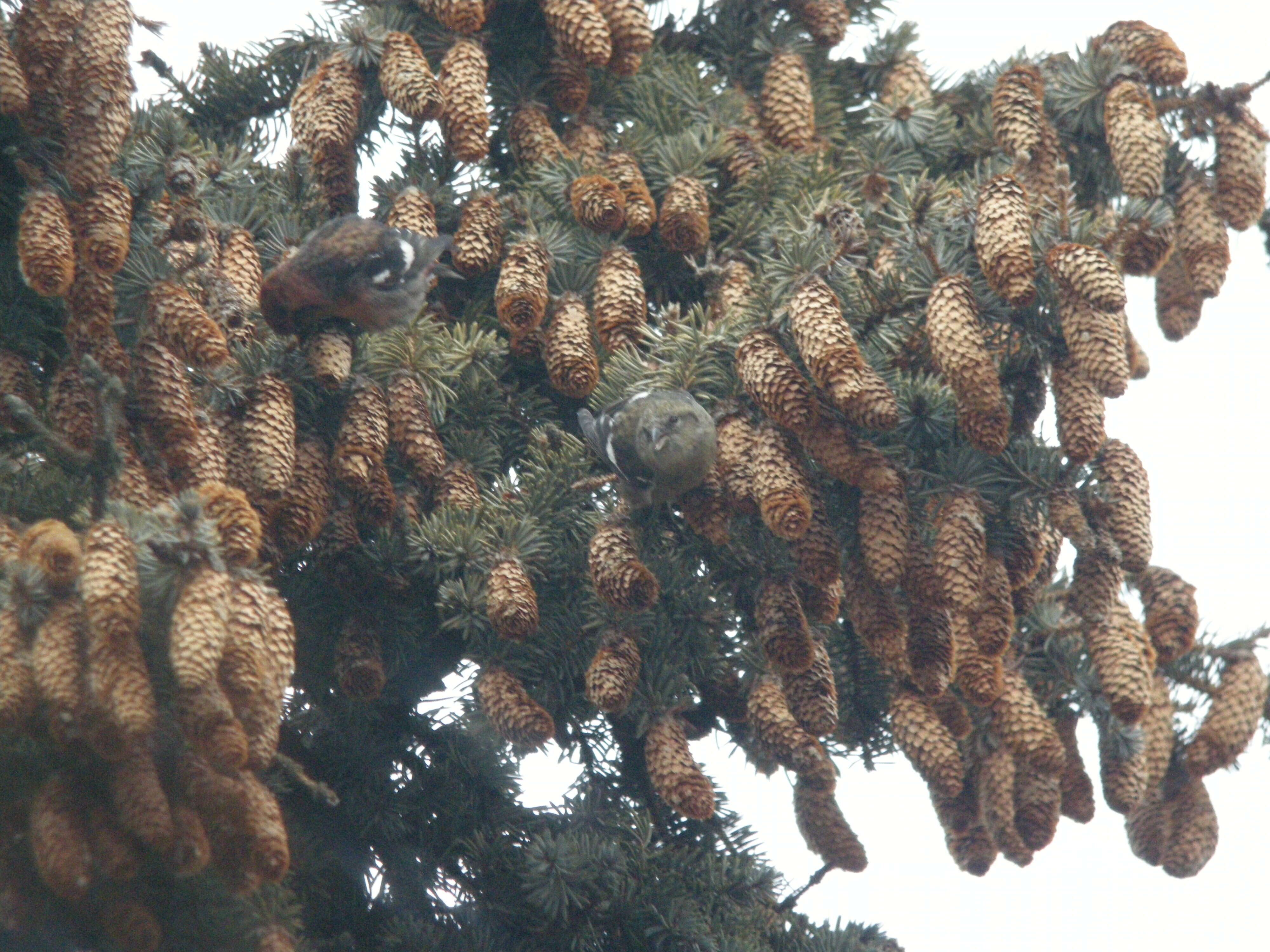 Image of Two-barred Crossbill