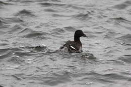 Image of White-winged Scoter