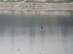 Image of White-winged Scoter