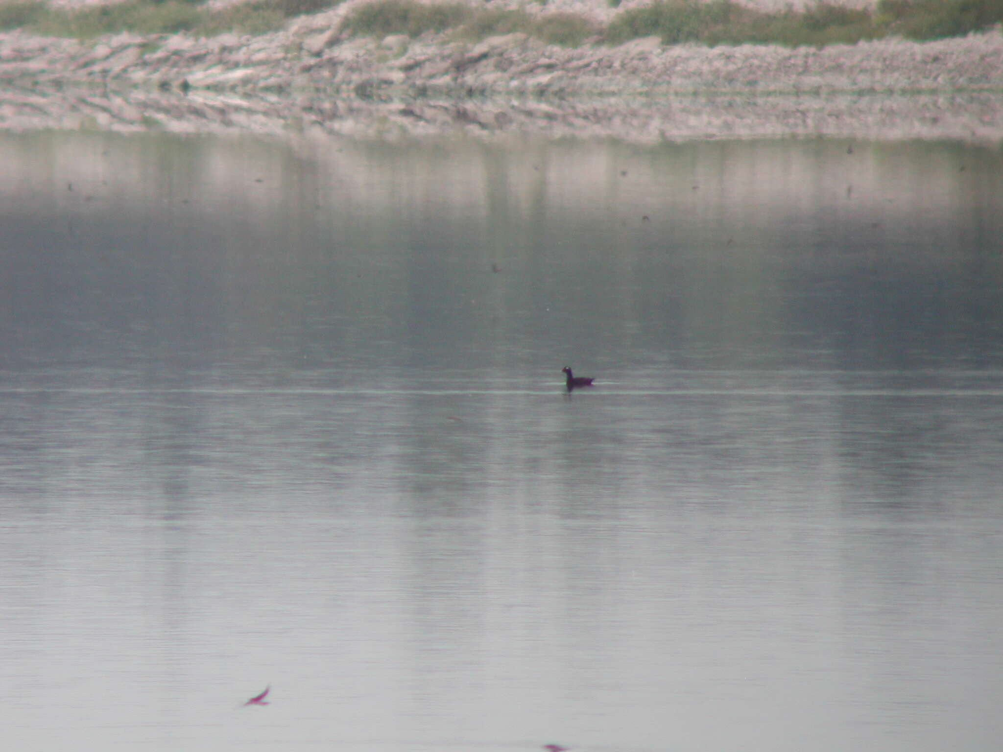 Image of White-winged Scoter