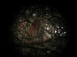 Image of Long-eared Owl