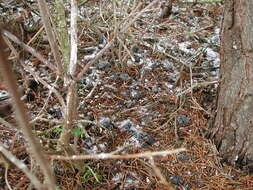 Image of Long-eared Owl