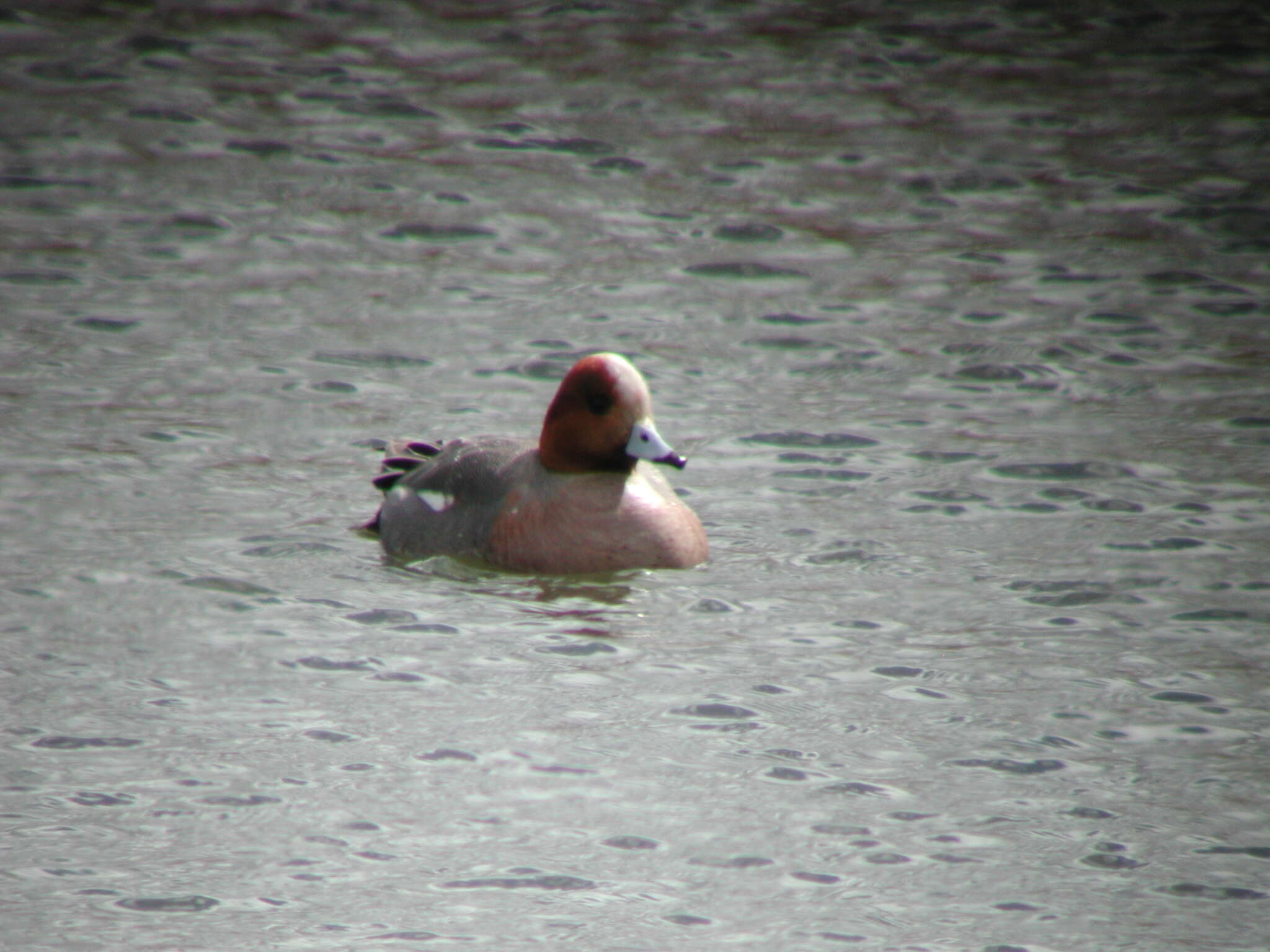 Image of Eurasian Wigeon