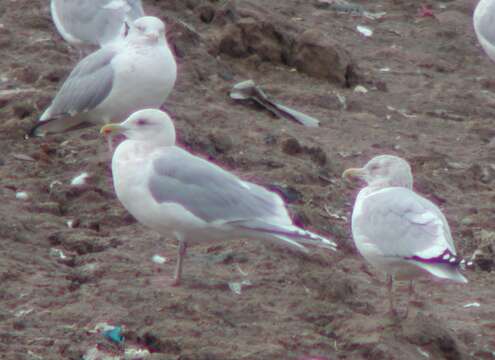 Image of Kumlien's Gull