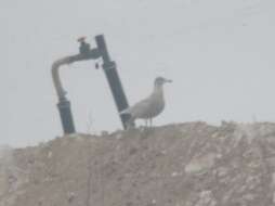 Image of Glaucous Gull