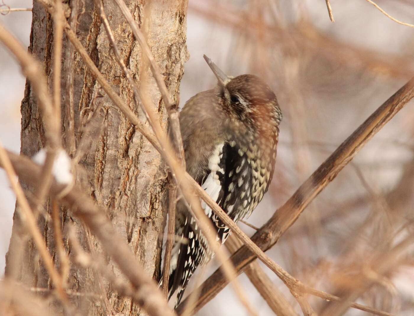 Image of Sapsucker