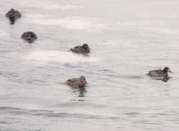 Image of White-winged Scoter