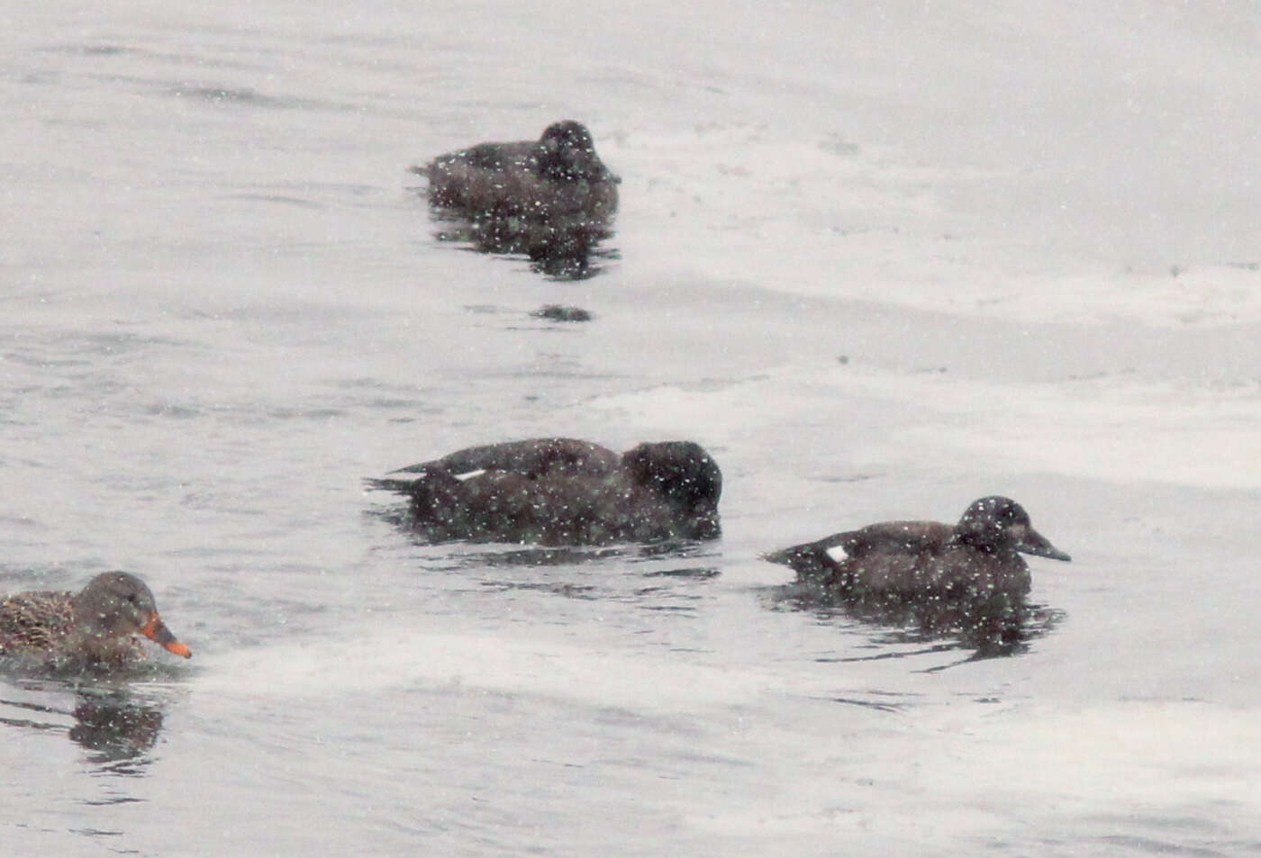 Image of White-winged Scoter