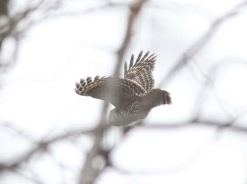 Image of Barred Owl