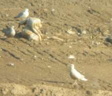 Image of Glaucous Gull