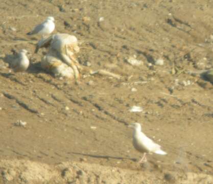 Image of Glaucous Gull