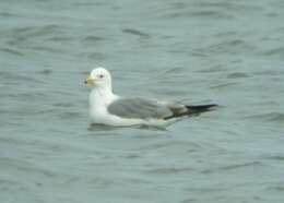 Image of California Gull