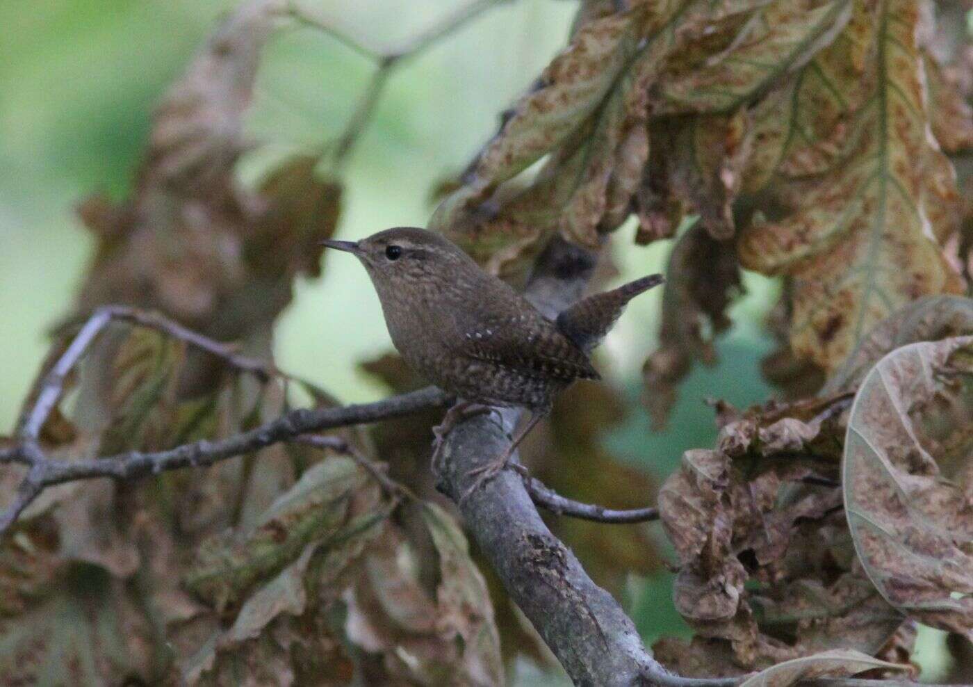 Image of Eastern Winter Wren