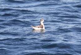 Image of Red-necked Phalarope