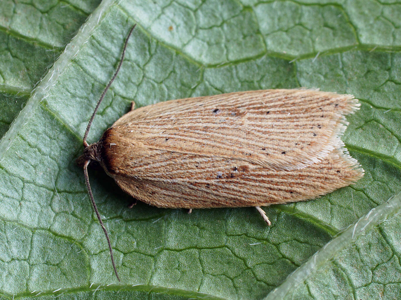 Imagem de Acleris lorquiniana Duponchel 1834