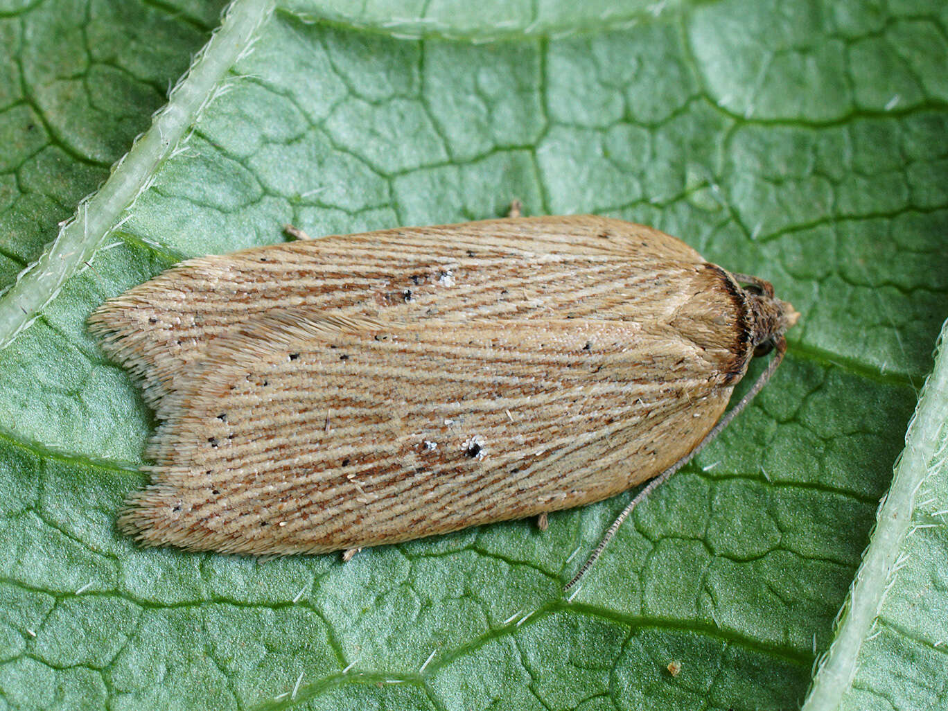 Imagem de Acleris lorquiniana Duponchel 1834