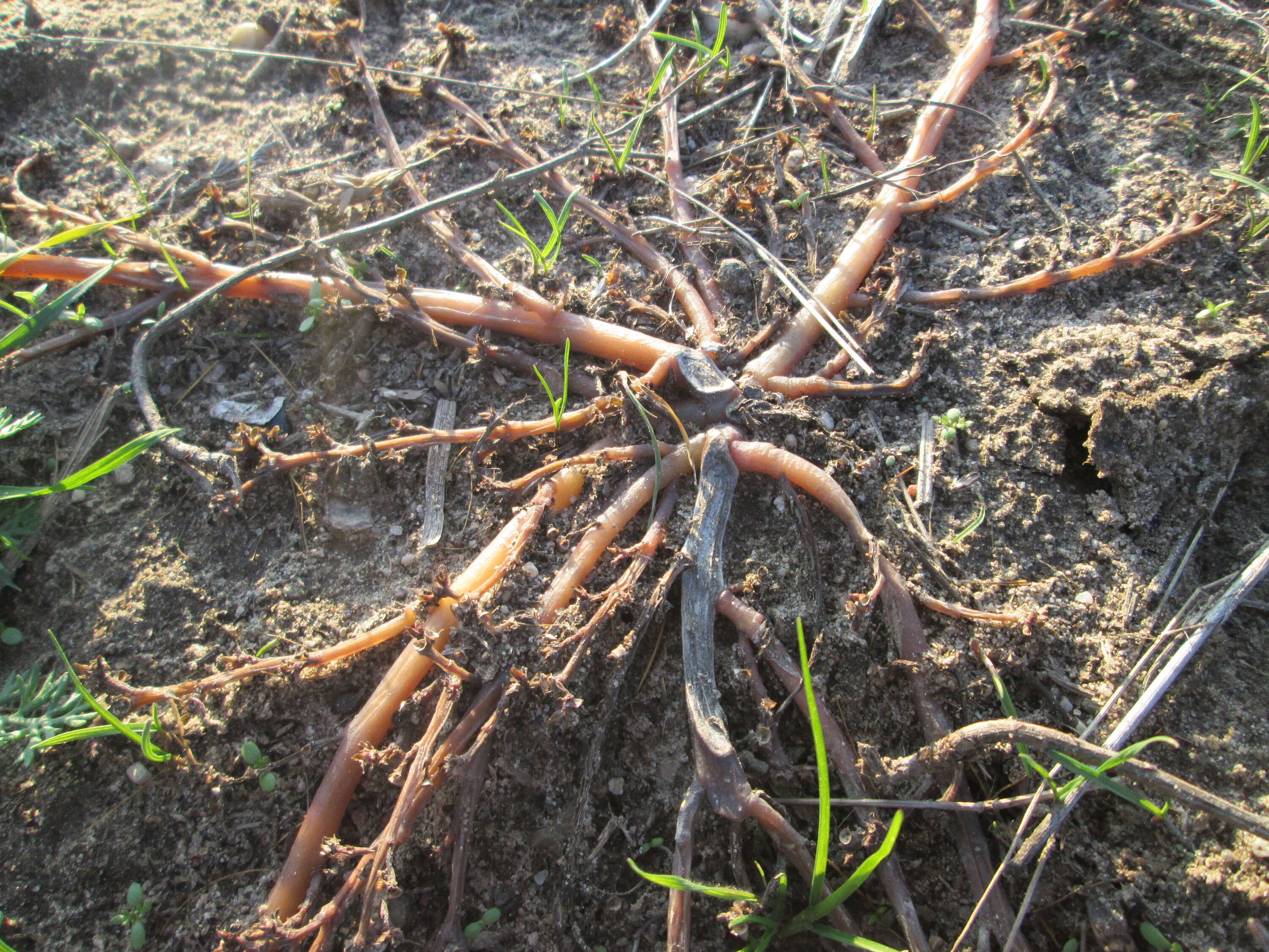 Image of common purslane