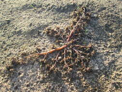 Image of common purslane