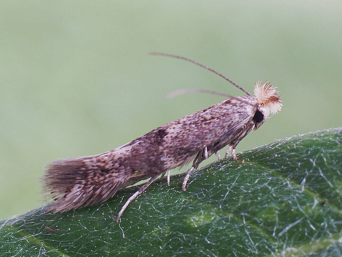 Image of Bucculatrix humiliella Herrich-Schäffer 1855