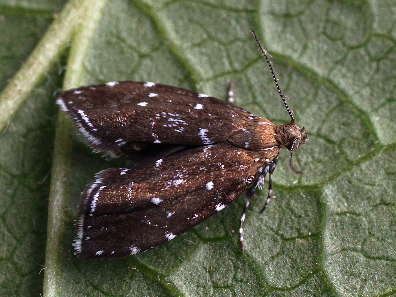 Image of Prochoreutis ultimana