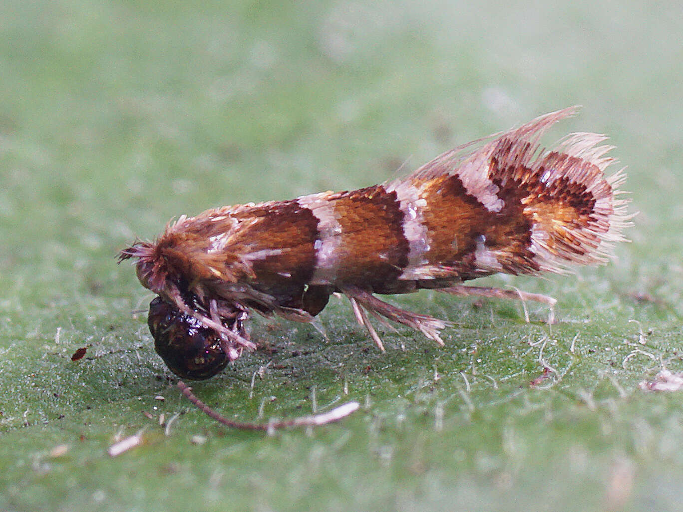 Plancia ëd Phyllonorycter klemannella (Fabricius 1781)