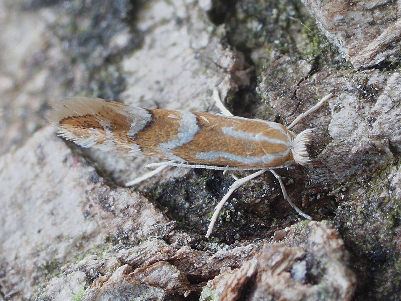 Image de Phyllonorycter dubitella (Herrich-Schäffer 1855)