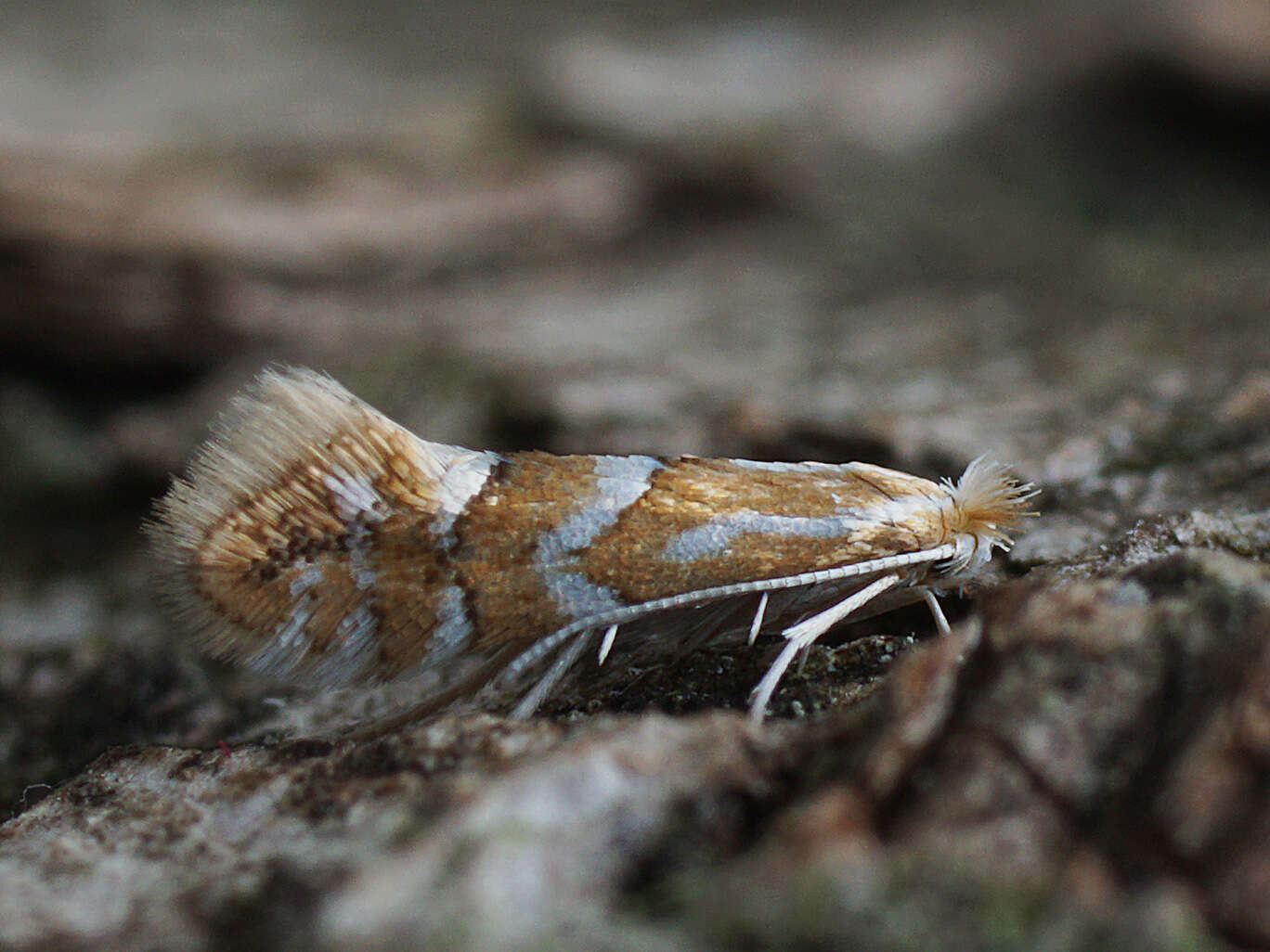 Image de Phyllonorycter dubitella (Herrich-Schäffer 1855)