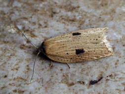 Imagem de Acleris lorquiniana Duponchel 1834