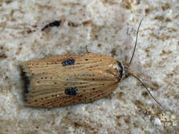 Imagem de Acleris lorquiniana Duponchel 1834