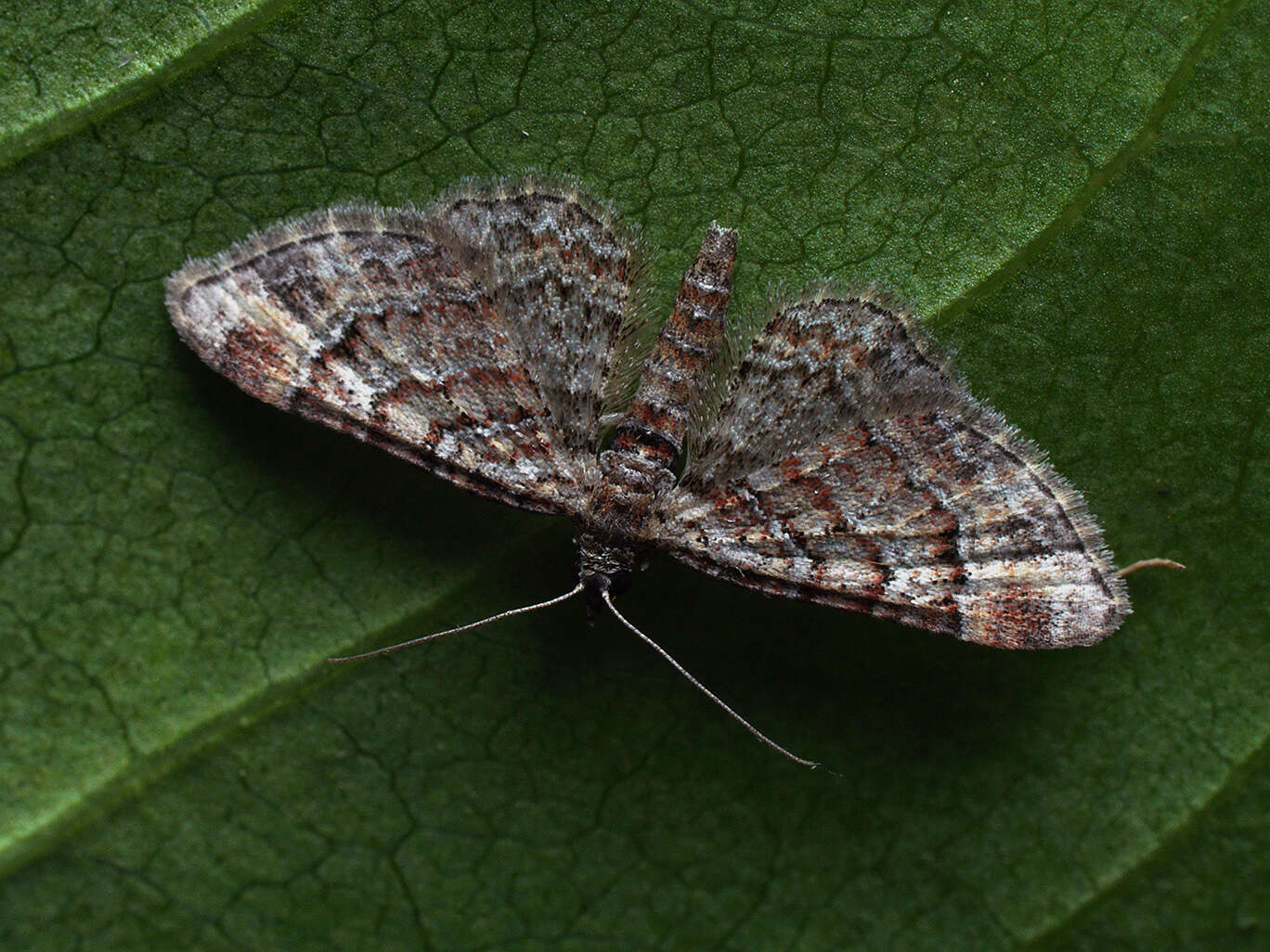 Image of double-striped pug