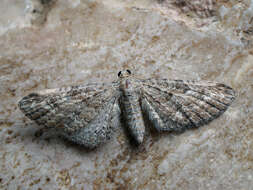 Image of yarrow pug